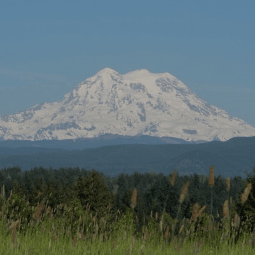 Snow-capped mountain above evergreen trees and a green meadow
